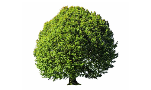 Yüzyıllık Marka Olmak Projesi